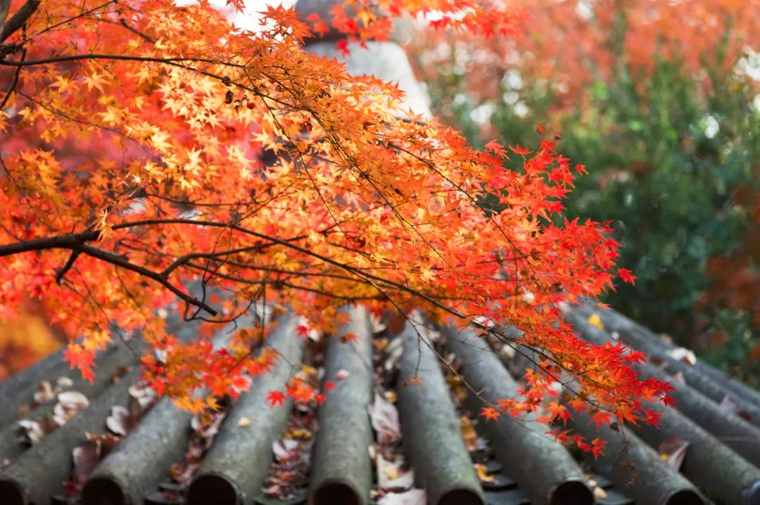 Image related to Suzhou in Verse: China's Most Serene Ancient City for Autumn Bliss
