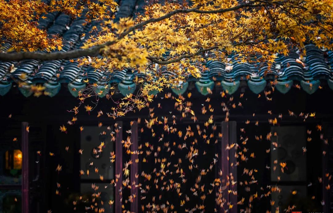 Image related to Suzhou in Verse: China's Most Serene Ancient City for Autumn Bliss