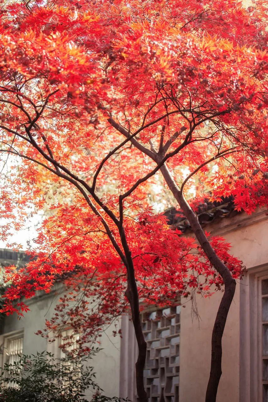 Image related to Suzhou in Verse: China's Most Serene Ancient City for Autumn Bliss