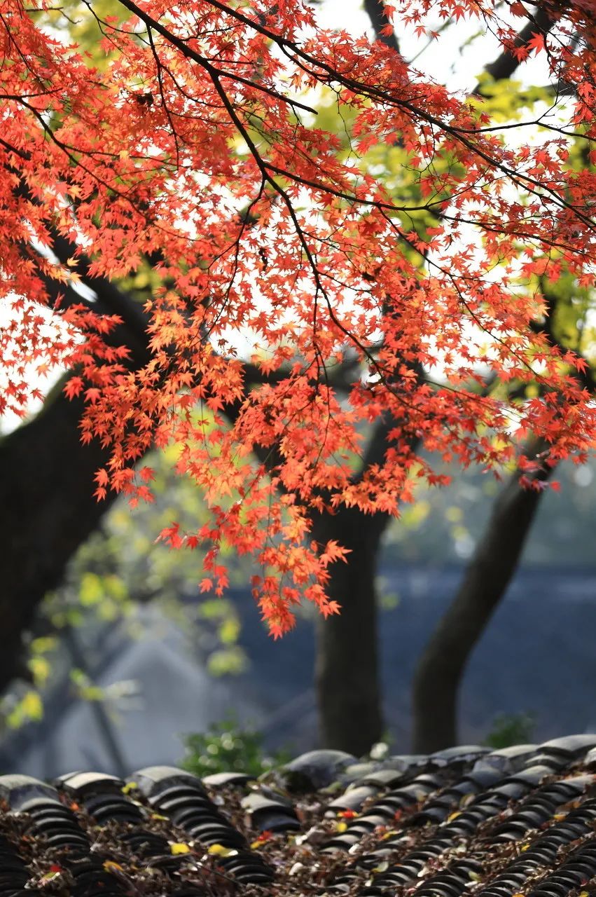 Image related to Suzhou in Verse: China's Most Serene Ancient City for Autumn Bliss