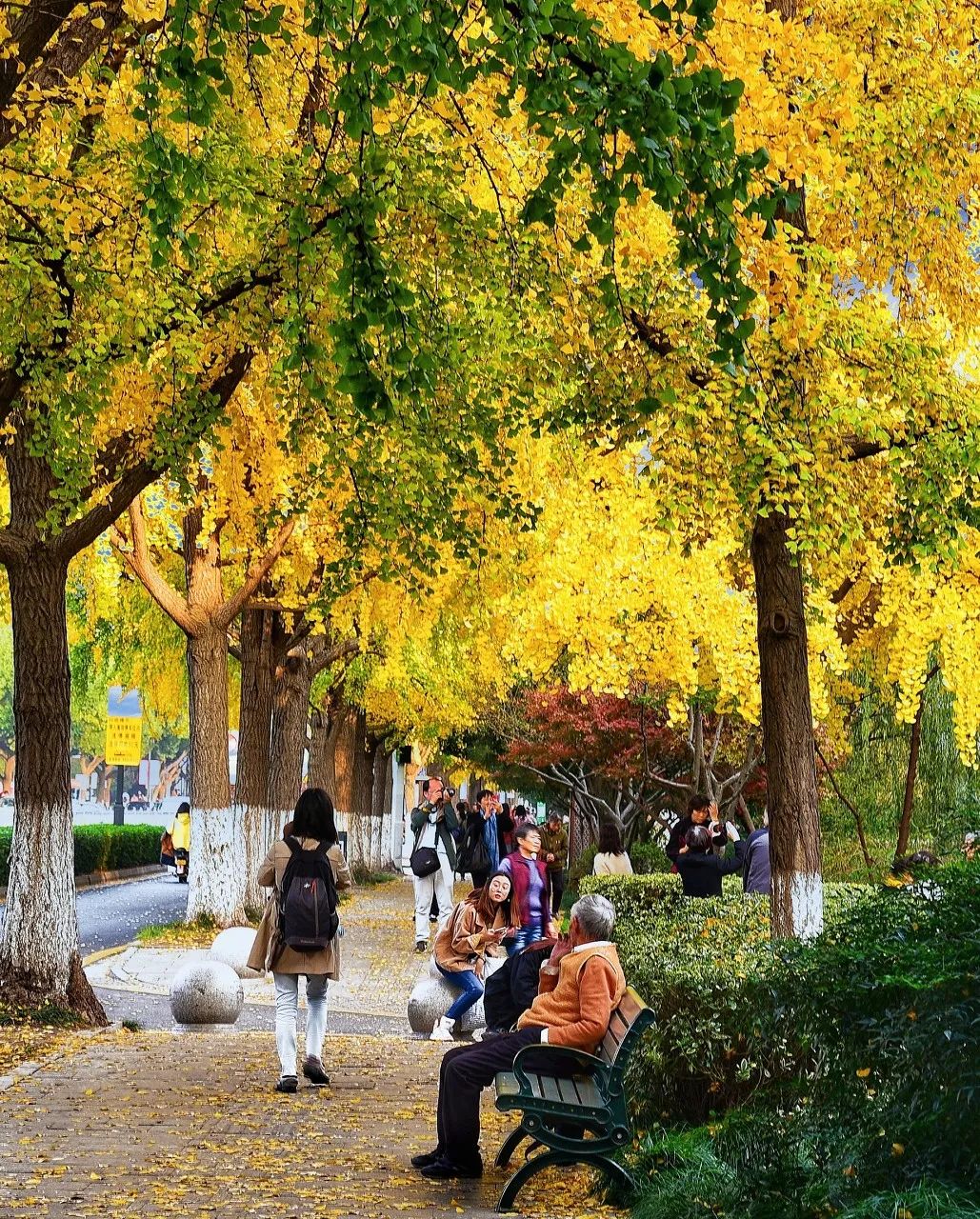 Image related to Suzhou in Verse: China's Most Serene Ancient City for Autumn Bliss