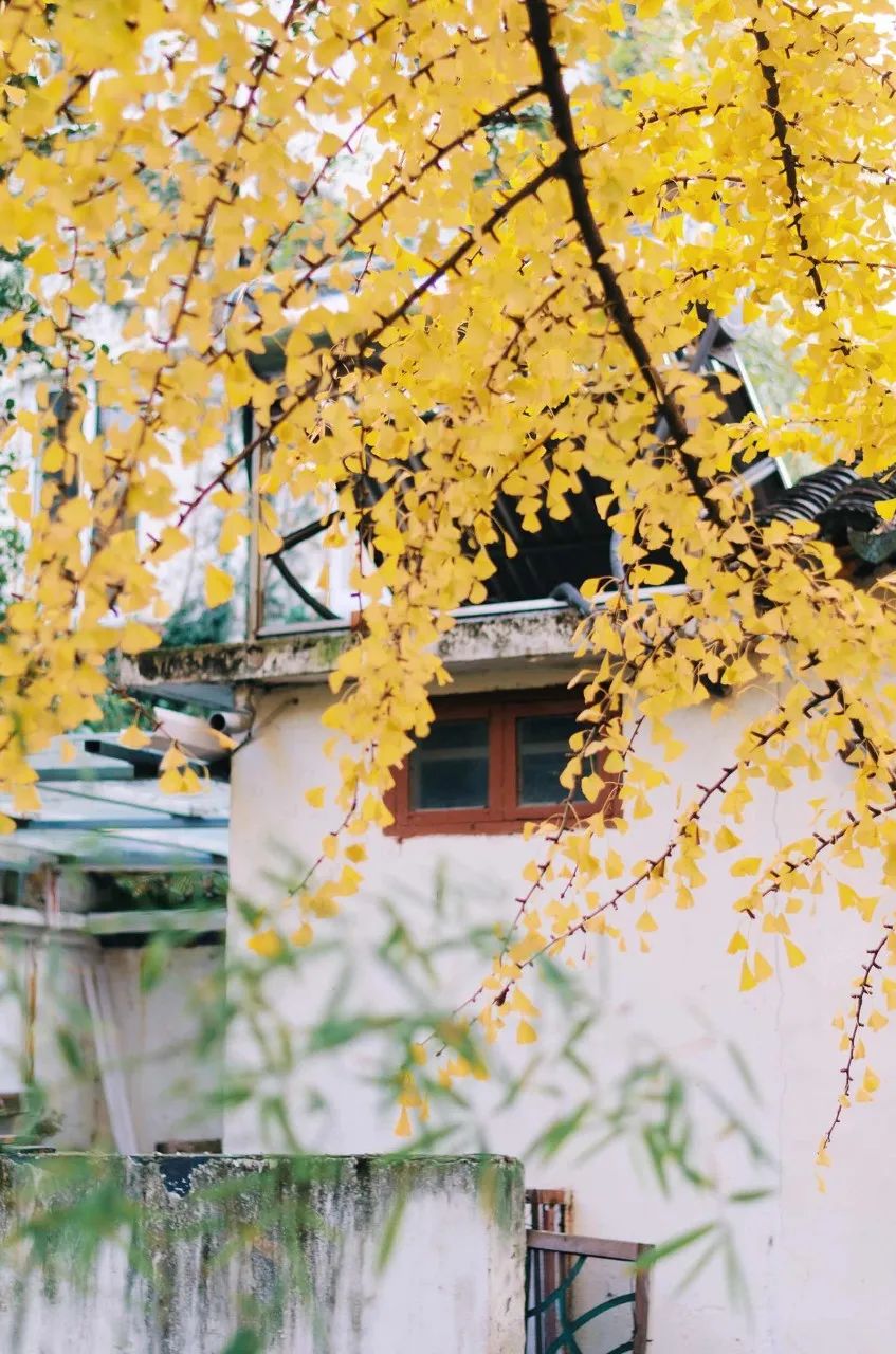 Image related to Suzhou in Verse: China's Most Serene Ancient City for Autumn Bliss