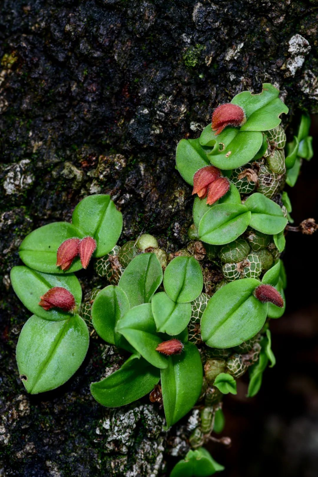 Image related to Yunnan, China: What Makes It the "World's Kingdom of Fresh Flowers"?
