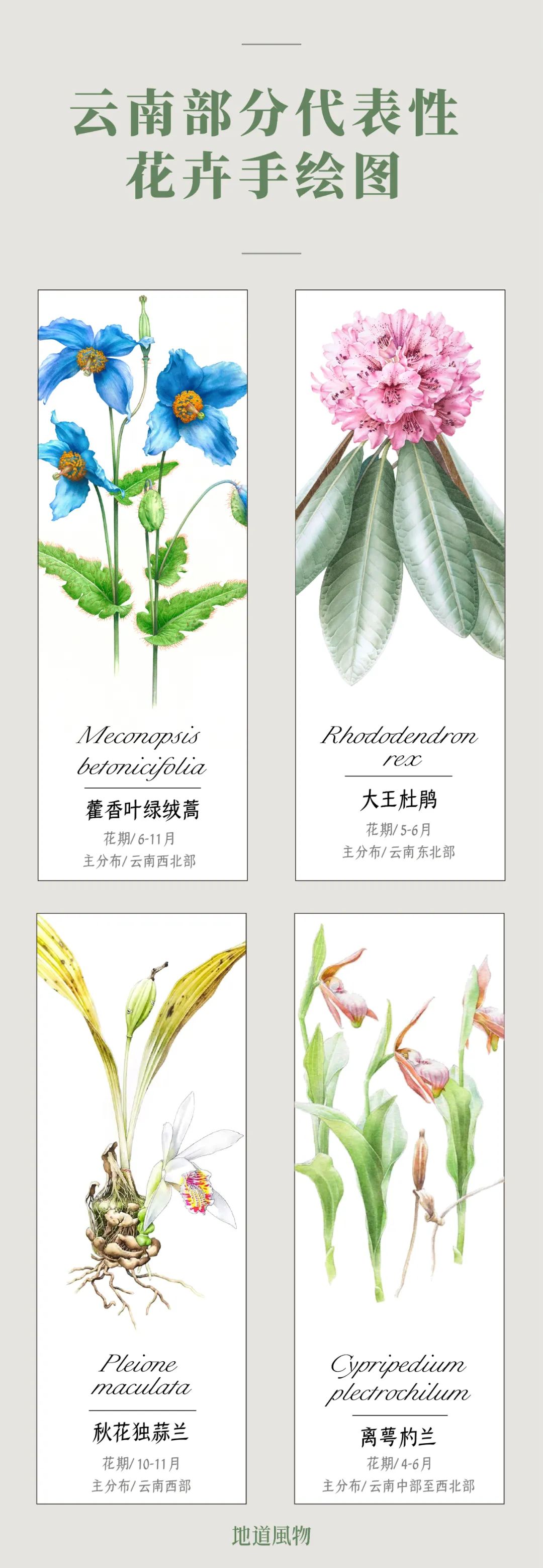 Image related to Yunnan, China: What Makes It the "World's Kingdom of Fresh Flowers"?