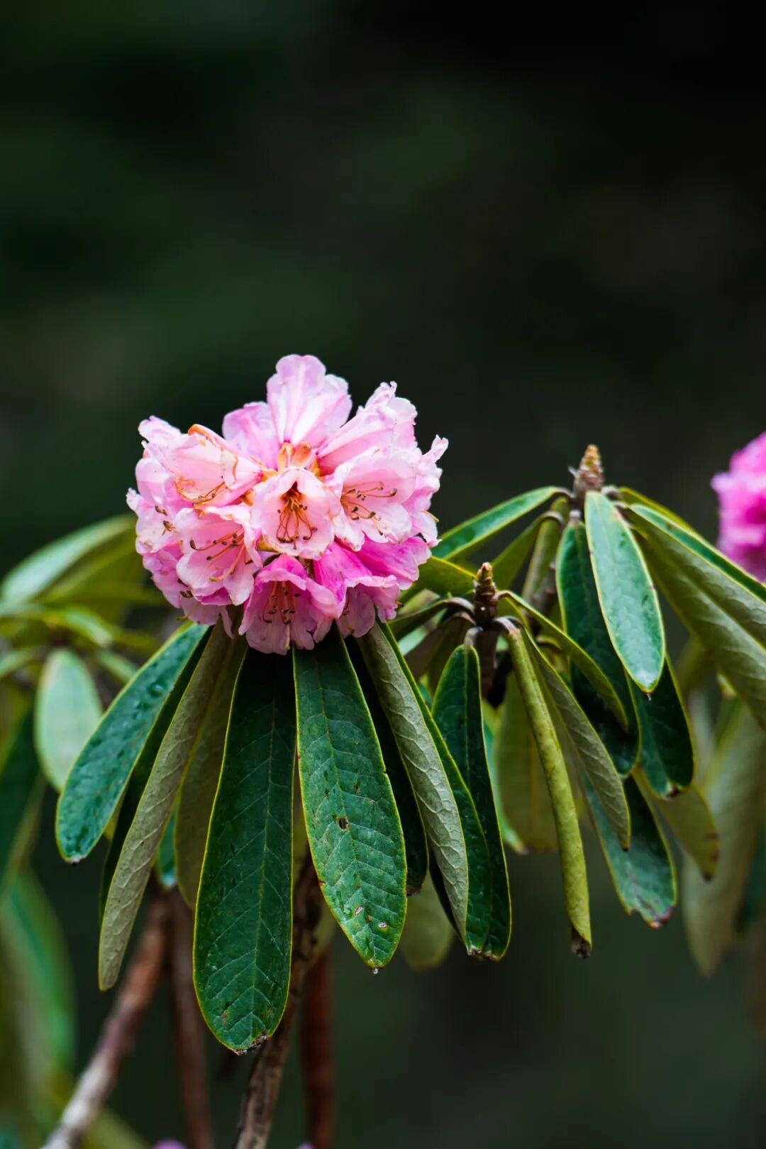 Image related to Yunnan, China: What Makes It the "World's Kingdom of Fresh Flowers"?
