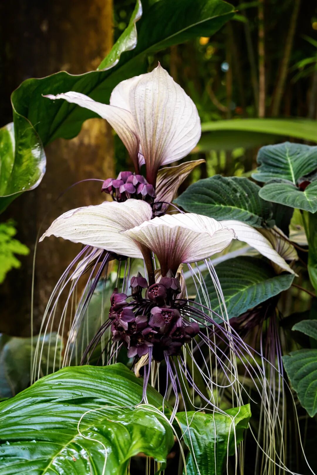 Image related to Yunnan, China: What Makes It the "World's Kingdom of Fresh Flowers"?