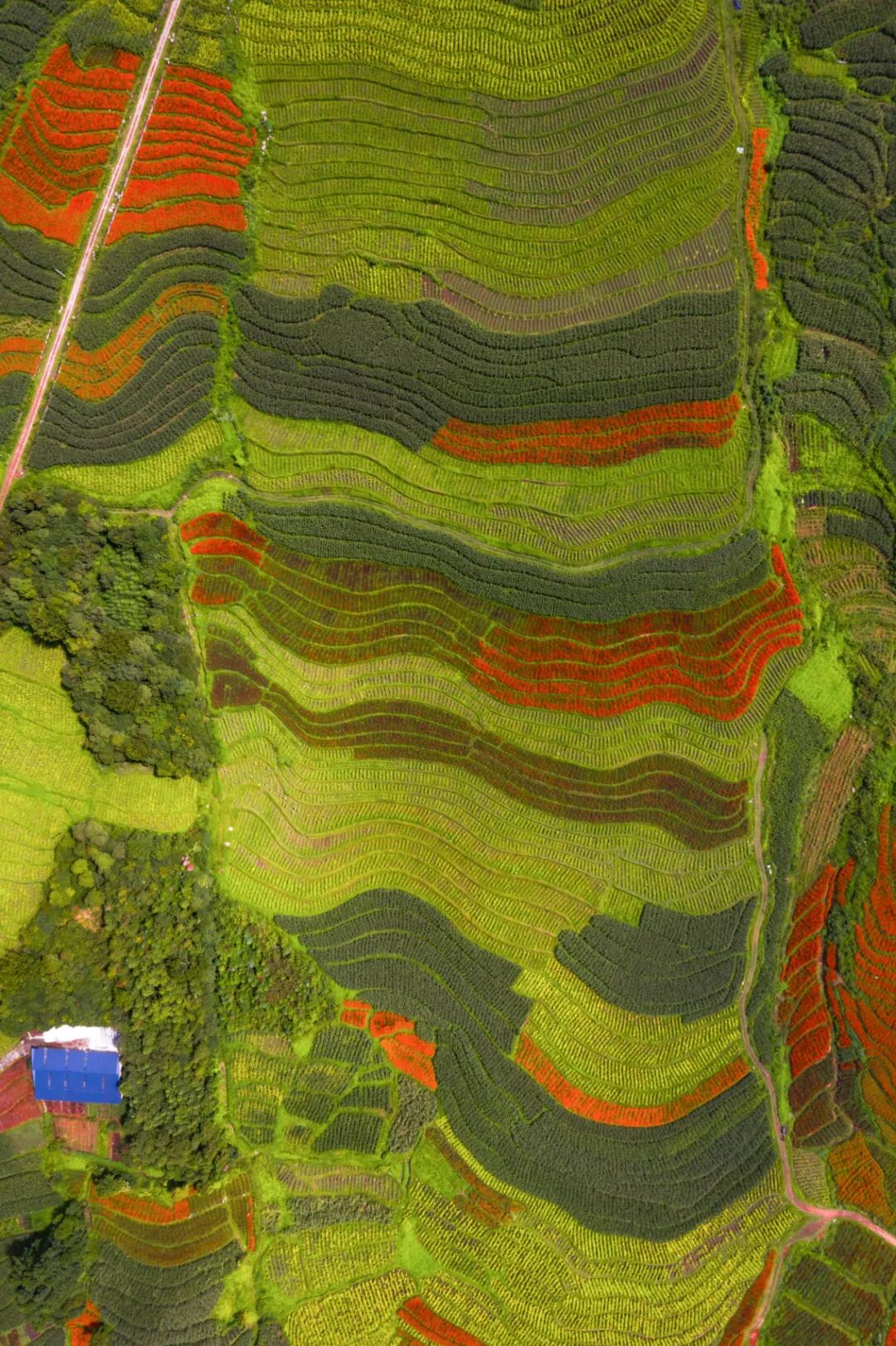 Image related to Yunnan, China: What Makes It the "World's Kingdom of Fresh Flowers"?