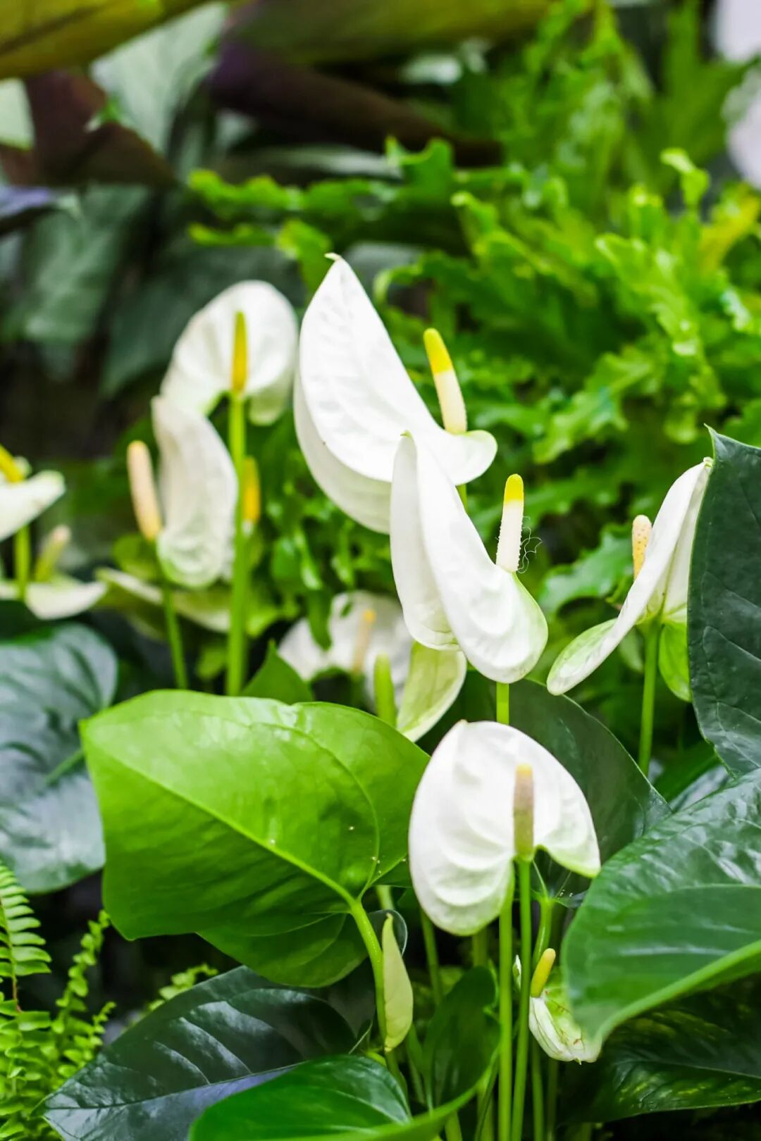 Image related to Yunnan, China: What Makes It the "World's Kingdom of Fresh Flowers"?