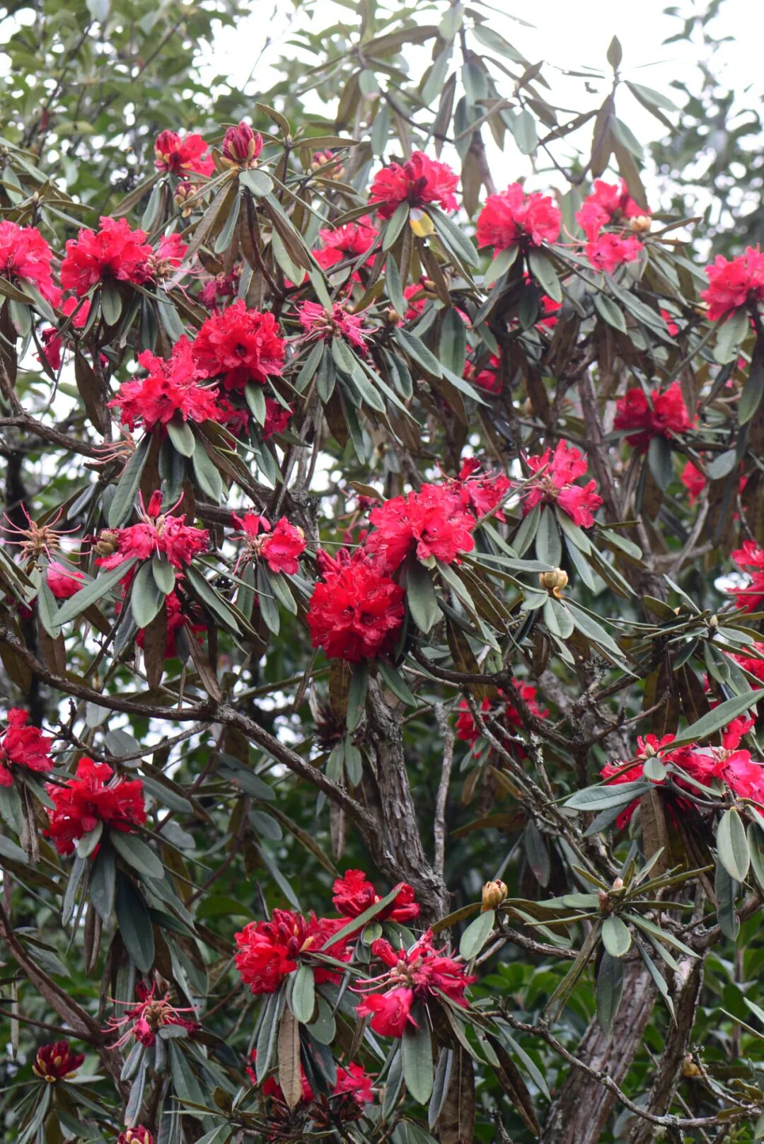 Image related to Yunnan, China: What Makes It the "World's Kingdom of Fresh Flowers"?