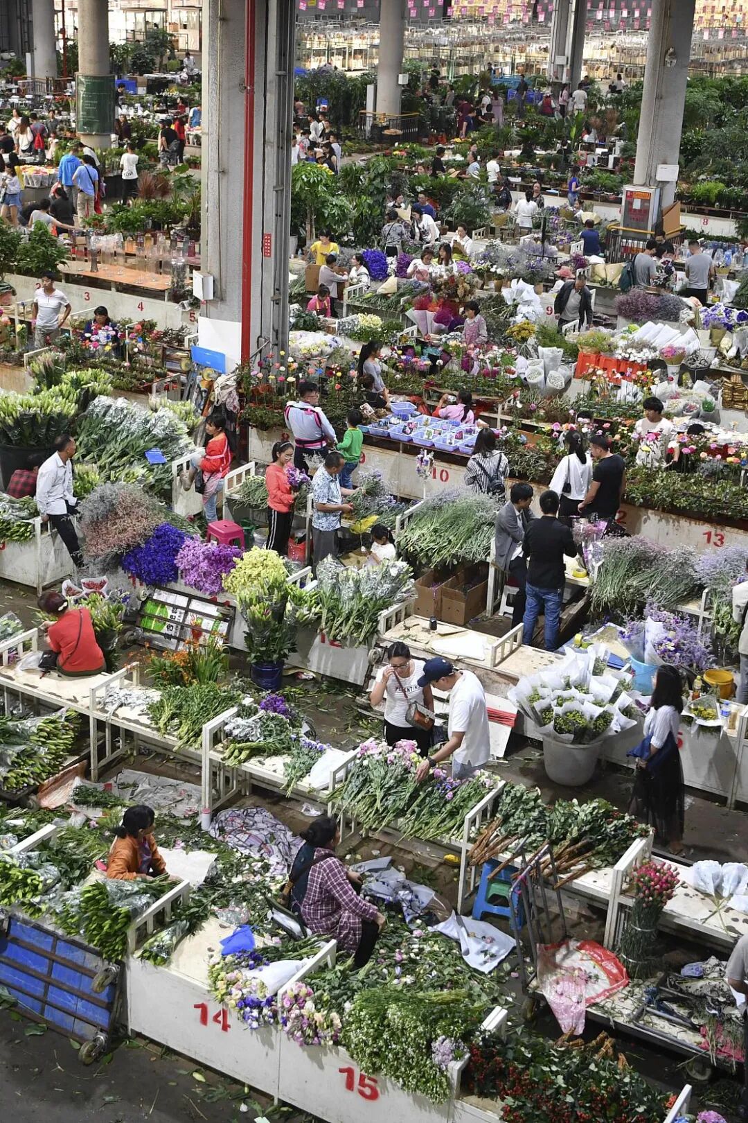 Image related to Yunnan, China: What Makes It the "World's Kingdom of Fresh Flowers"?