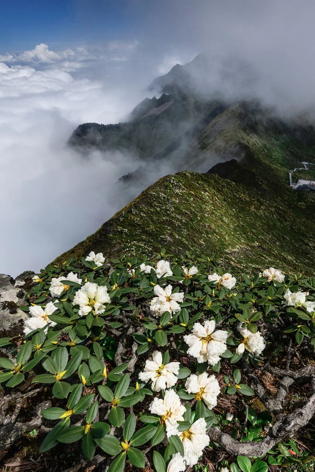 Image related to Yunnan, China: What Makes It the "World's Kingdom of Fresh Flowers"?
