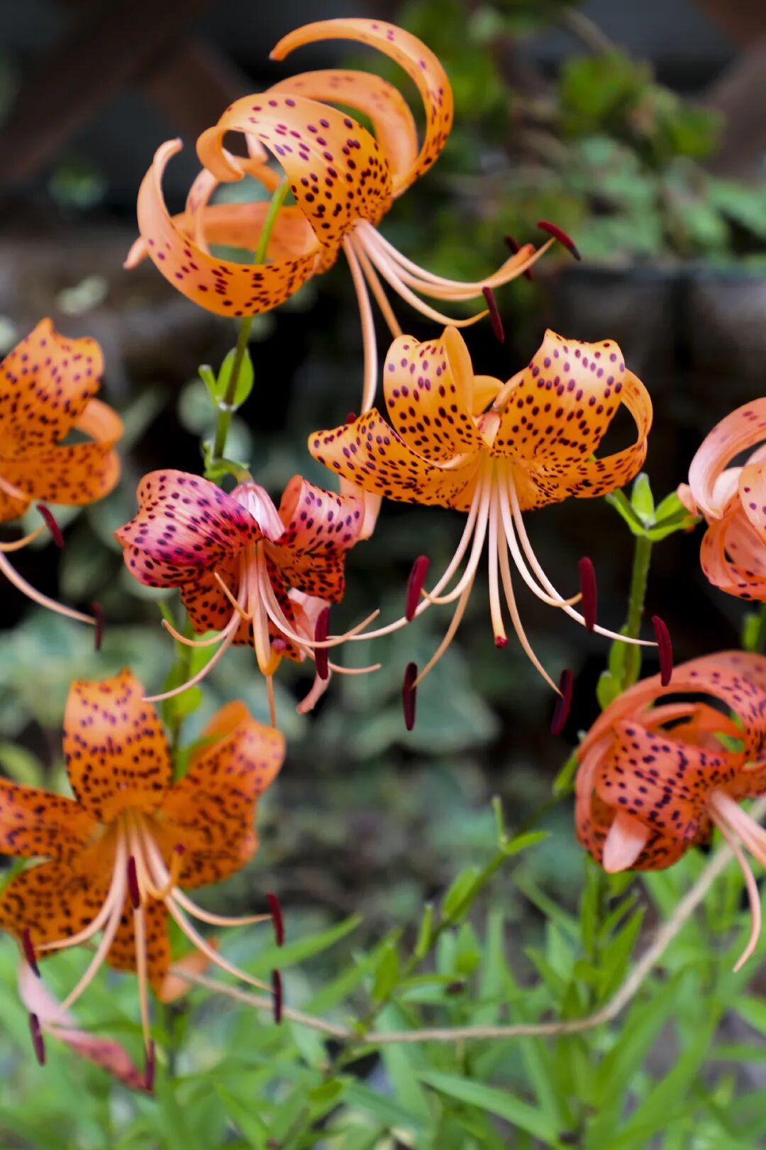 Image related to Yunnan, China: What Makes It the "World's Kingdom of Fresh Flowers"?