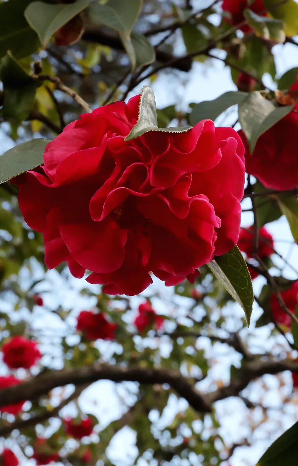 Image related to Yunnan, China: What Makes It the "World's Kingdom of Fresh Flowers"?