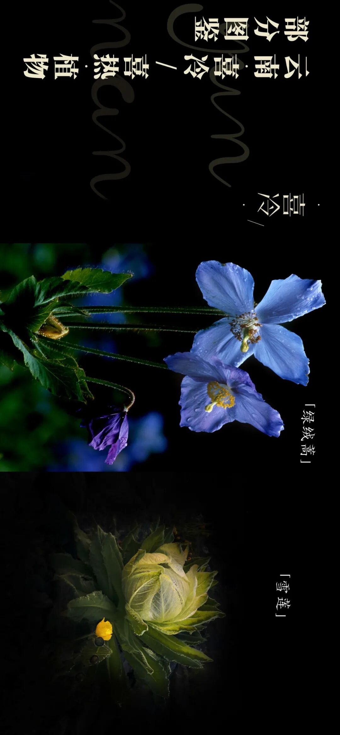 Image related to Yunnan, China: What Makes It the "World's Kingdom of Fresh Flowers"?