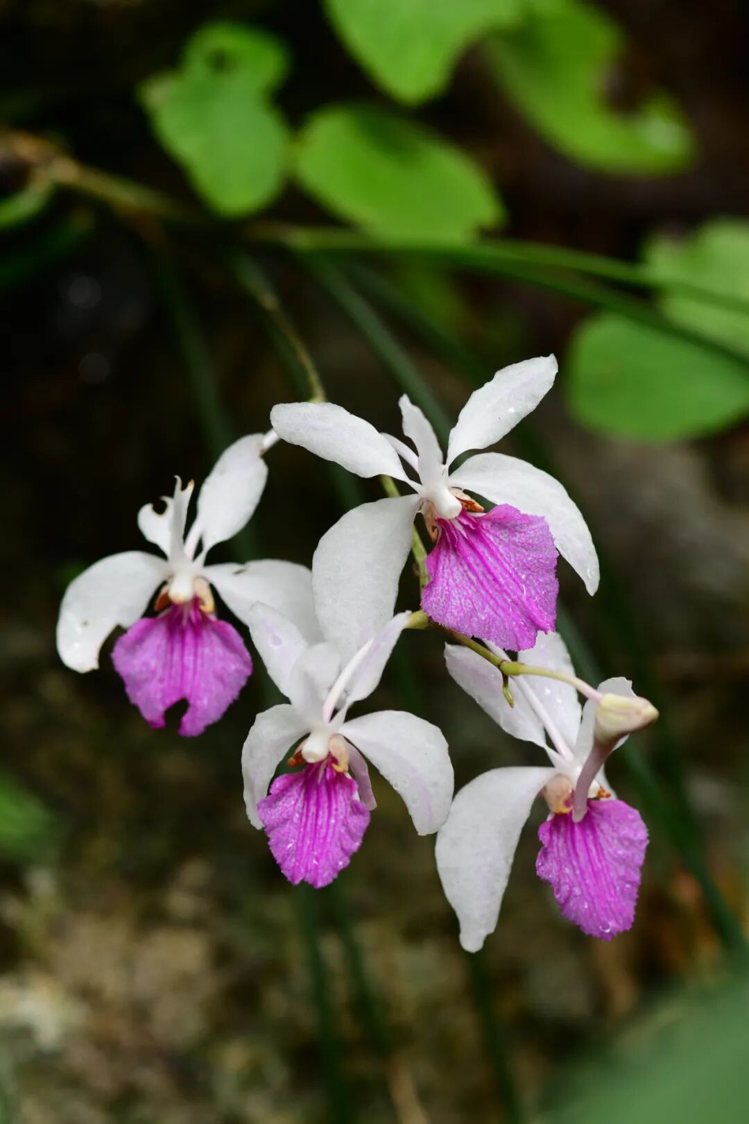 Image related to Yunnan, China: What Makes It the "World's Kingdom of Fresh Flowers"?