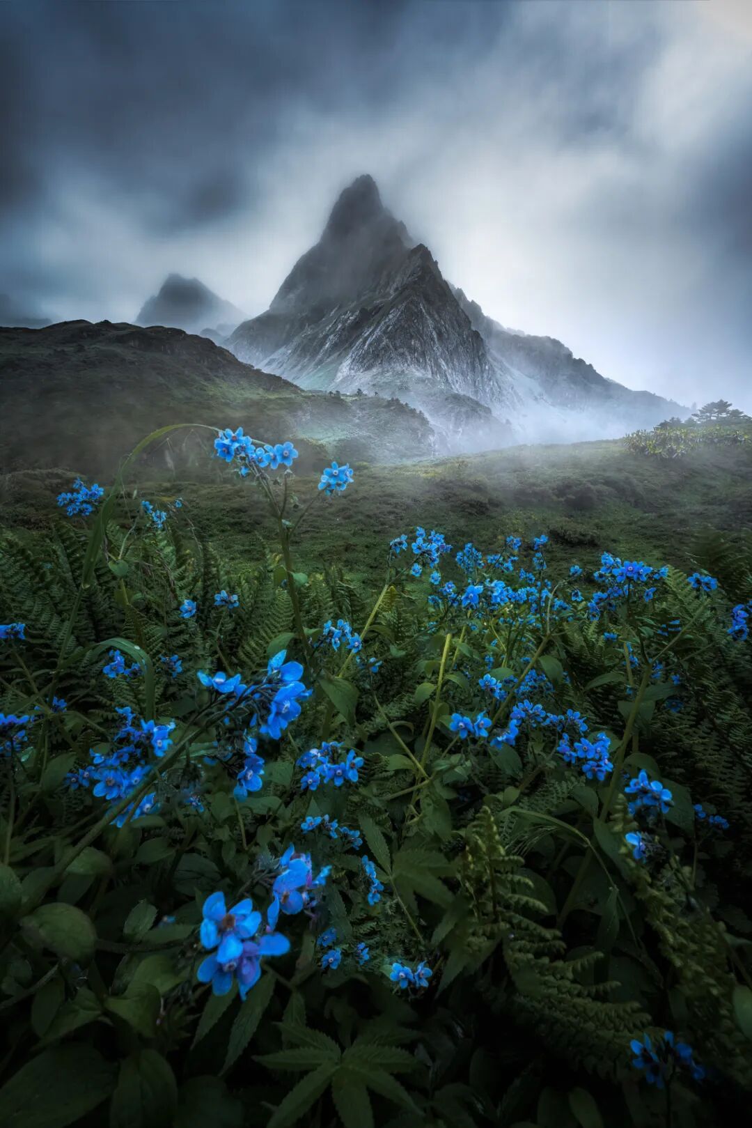 Image related to Yunnan, China: What Makes It the "World's Kingdom of Fresh Flowers"?