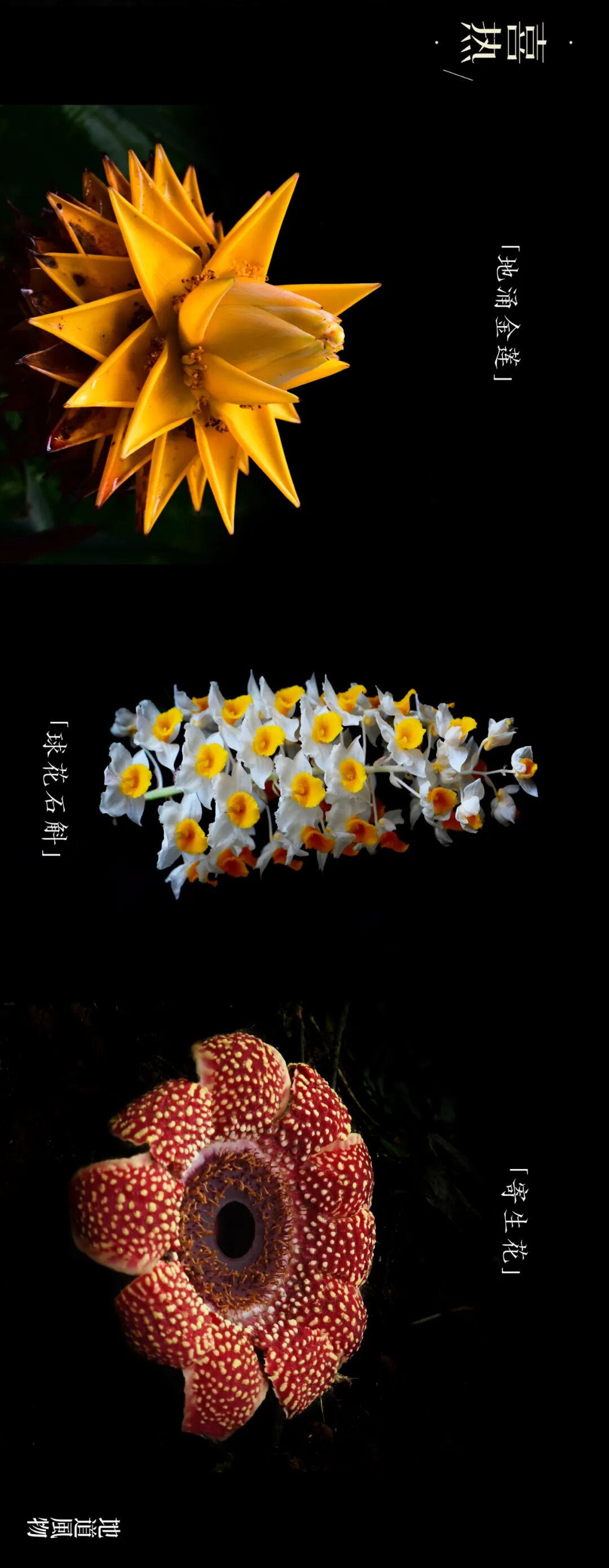 Image related to Yunnan, China: What Makes It the "World's Kingdom of Fresh Flowers"?