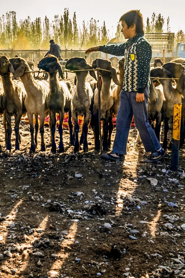 Image related to China's Lamb Masters: No One Eats Lamb Like Xinjiang People!
