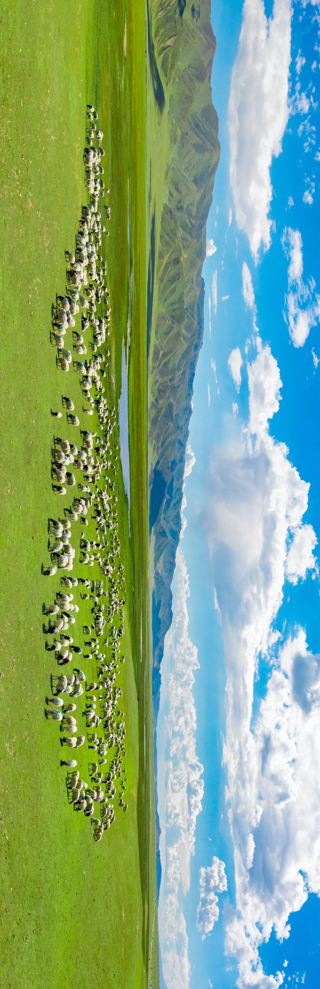 Image related to China's Lamb Masters: No One Eats Lamb Like Xinjiang People!