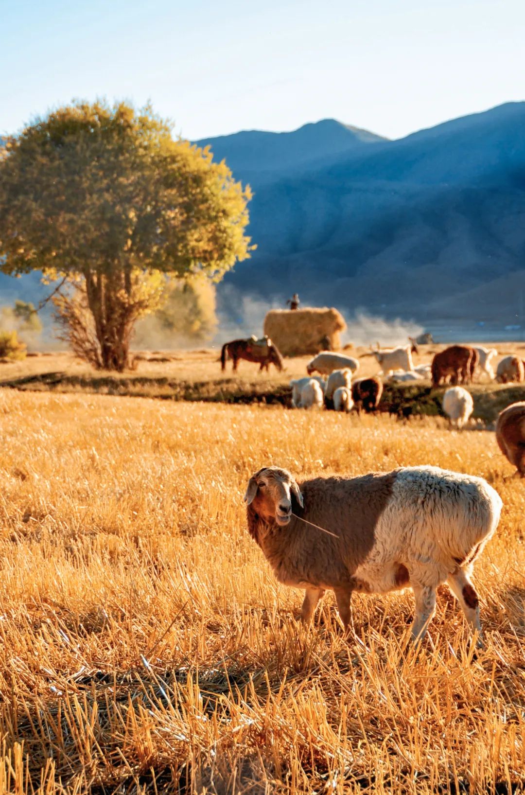Image related to China's Lamb Masters: No One Eats Lamb Like Xinjiang People!