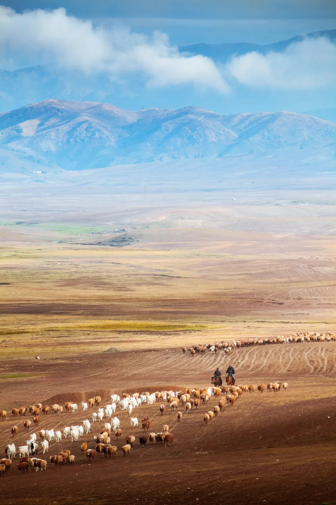 Image related to China's Lamb Masters: No One Eats Lamb Like Xinjiang People!