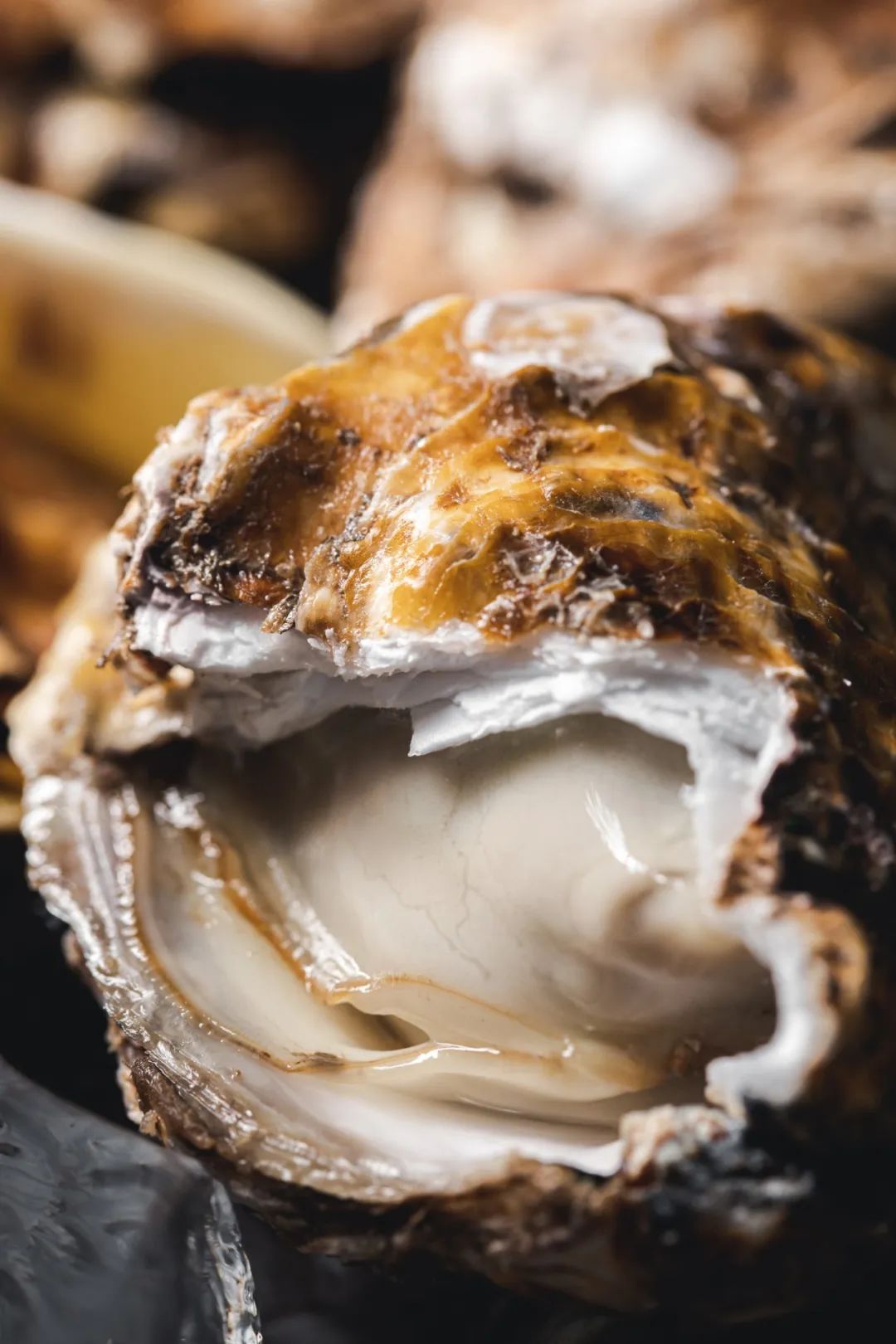 Image related to China's Top Seafood Province: How They're Dominating the Oyster Game