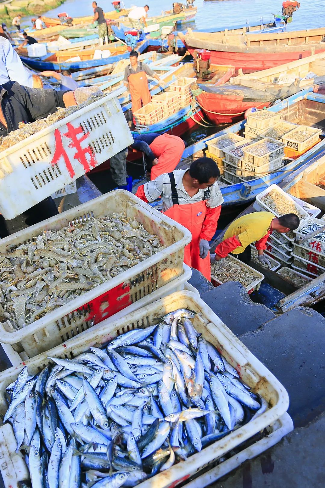 Image related to This City in China's Top Seafood Province Offers Ultimate Oyster Freedom to All