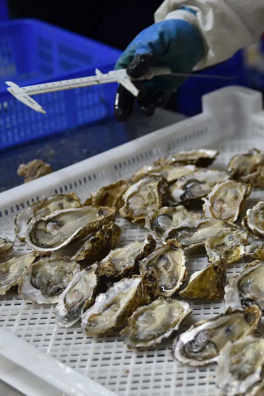 Image related to China's Top Seafood Province: How They're Dominating the Oyster Game