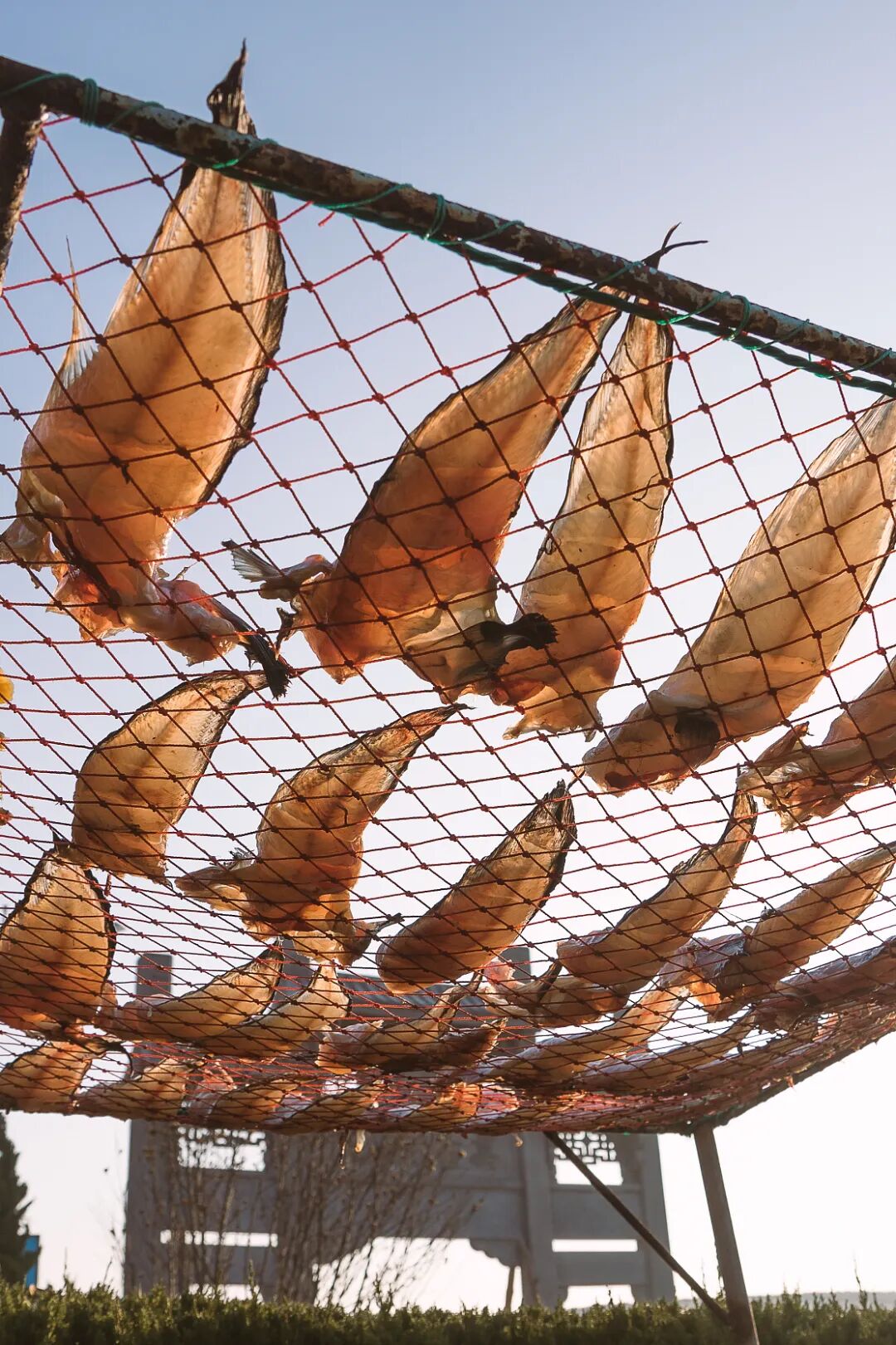 Image related to This City in China's Top Seafood Province Offers Ultimate Oyster Freedom to All