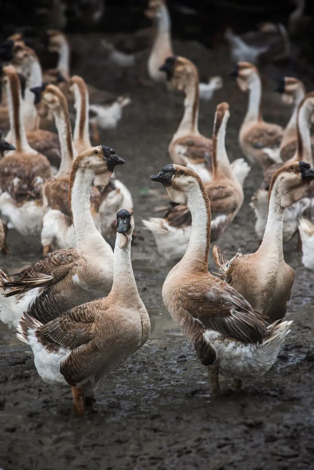 Image related to China's Most Underrated Poultry: Why Is It a Perfect Winter Dish?