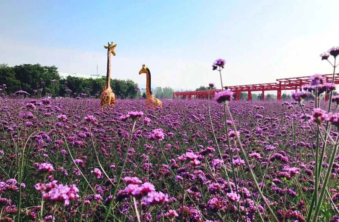 Image related to Why Is 114-Year-Old Lanzhou University Considered the Most Chivalrous University in China?
