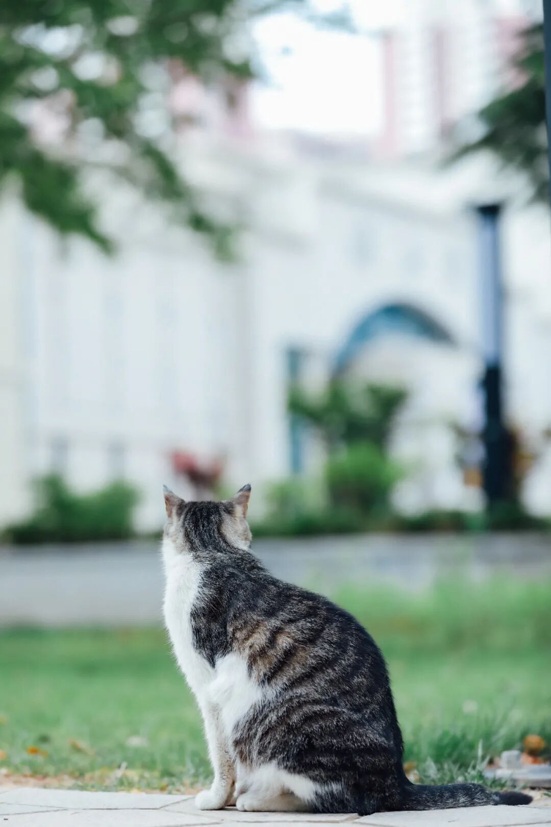 Image related to Why Is 114-Year-Old Lanzhou University Considered the Most Chivalrous University in China?