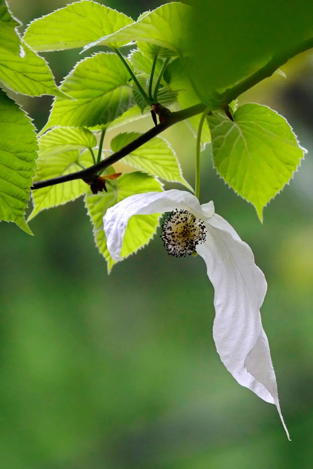 Image related to Why Is Guizhou China's Top Summer Retreat?