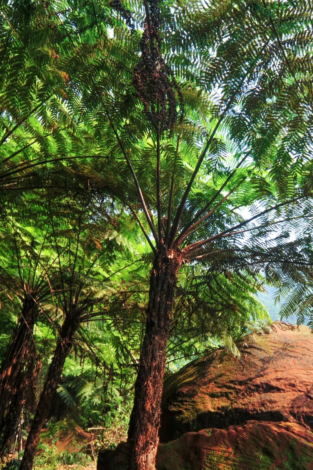 Image related to Why Is Guizhou China's Top Summer Retreat?