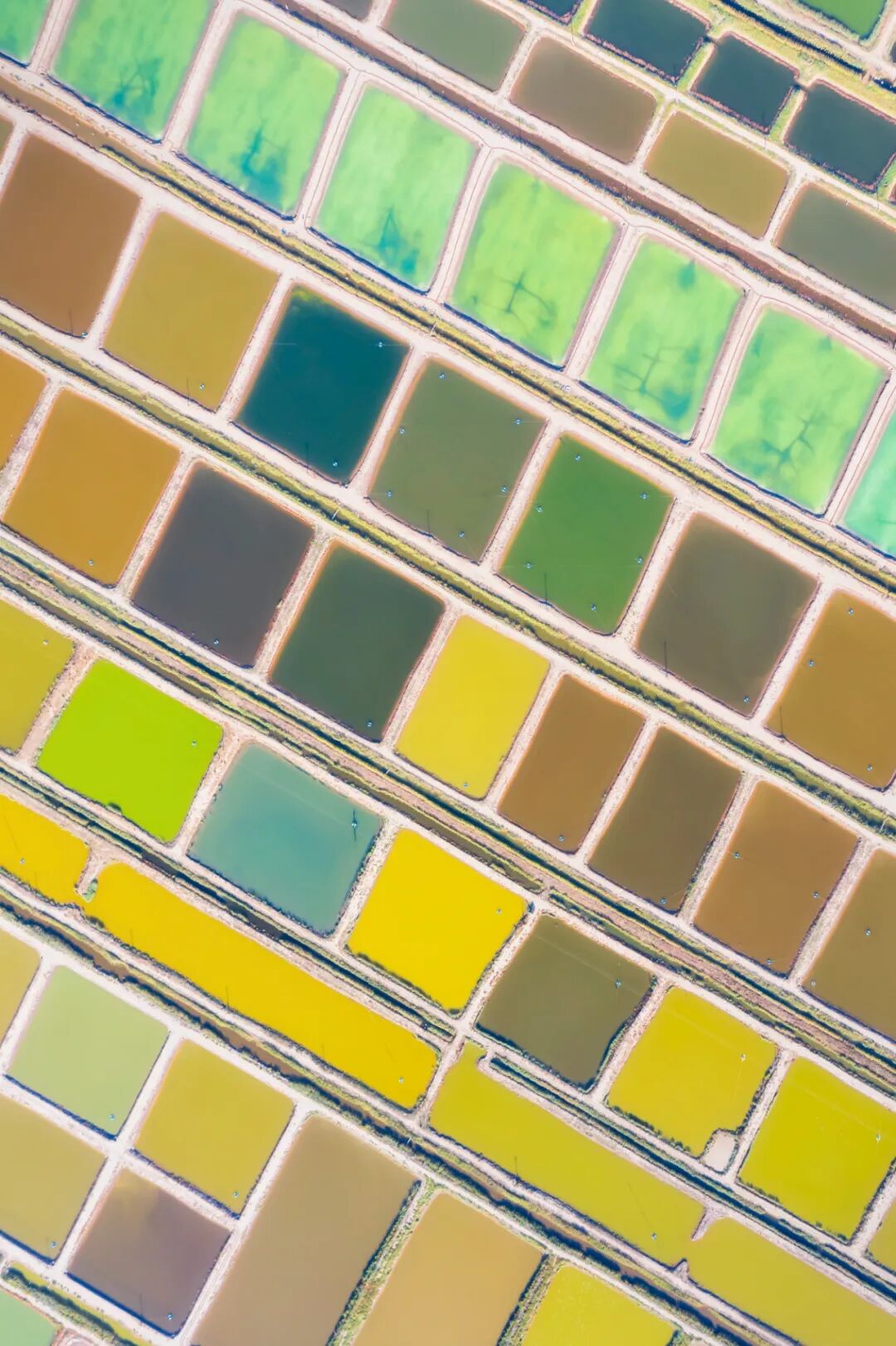 Image related to The Smallest City in Liaoning Supplies All Northeast China with Crabs!