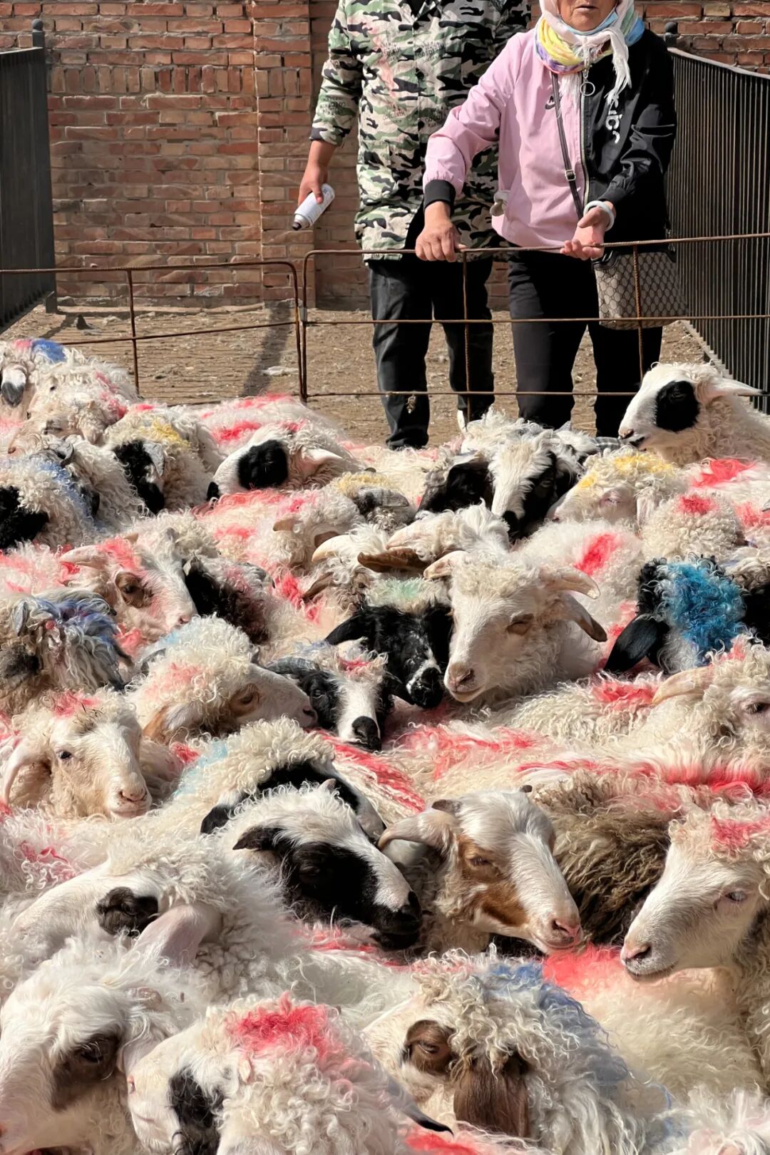Image related to Why is Yanchi Tan Sheep the Top Choice for Mutton in China?
