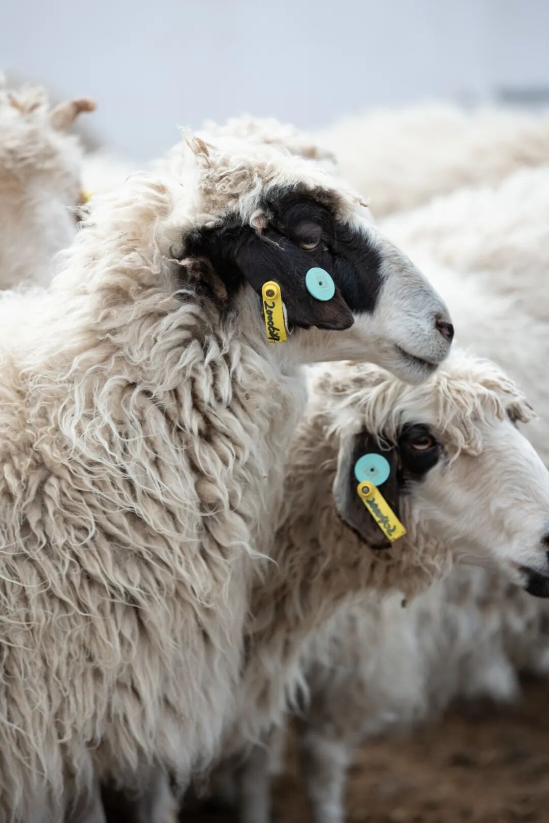 Image related to Why is Yanchi Tan Sheep the Top Choice for Mutton in China?