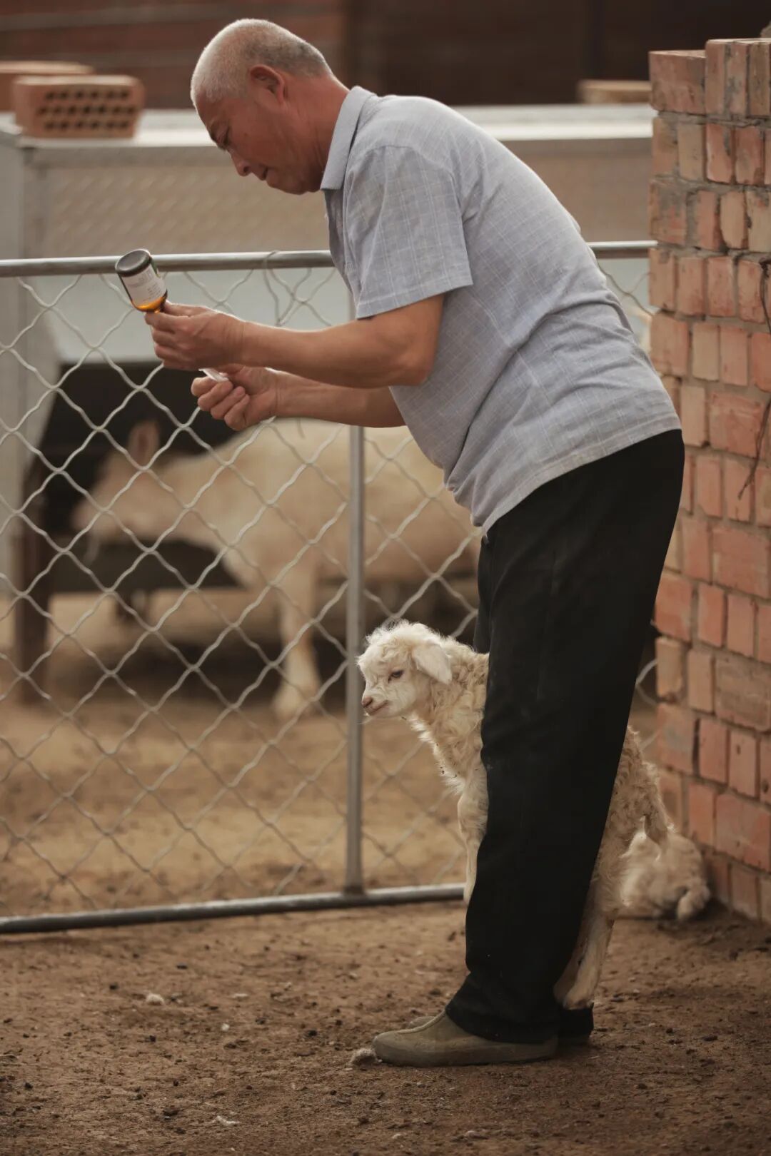 Image related to Why is Yanchi Tan Sheep the Top Choice for Mutton in China?