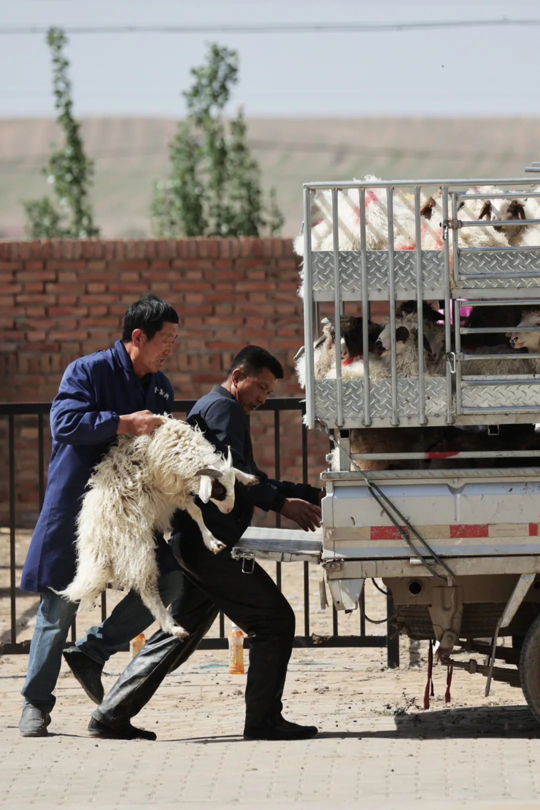 Image related to Why is Yanchi Tan Sheep the Top Choice for Mutton in China?