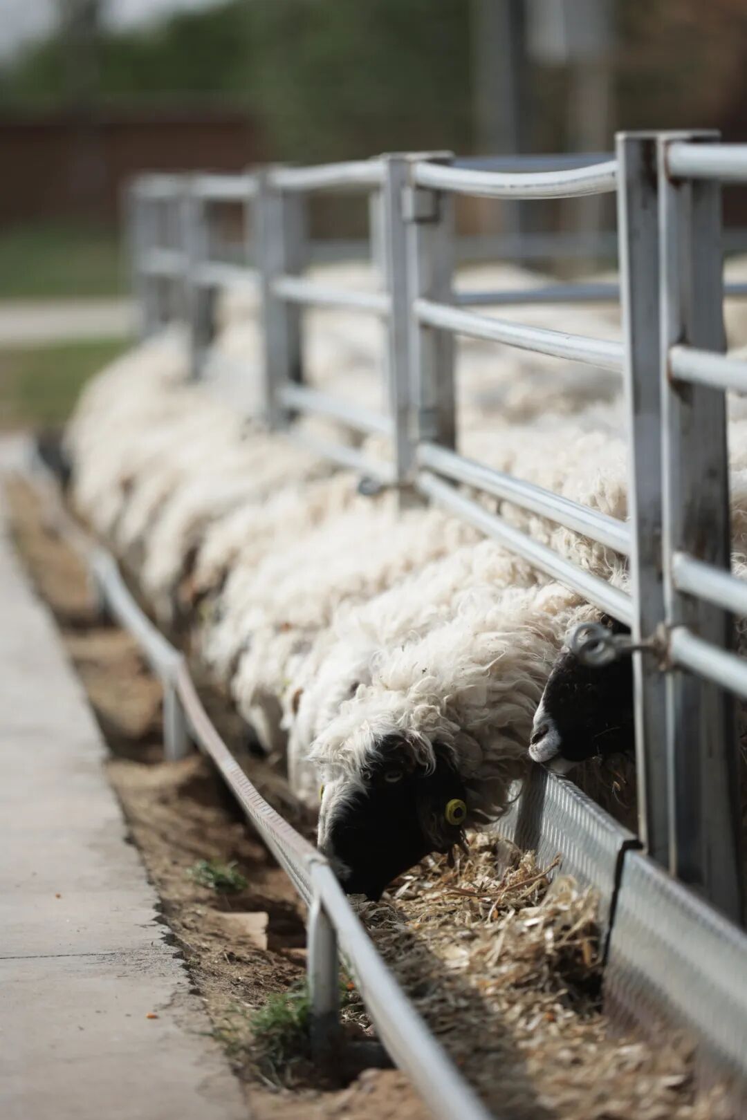 Image related to Why is Yanchi Tan Sheep the Top Choice for Mutton in China?