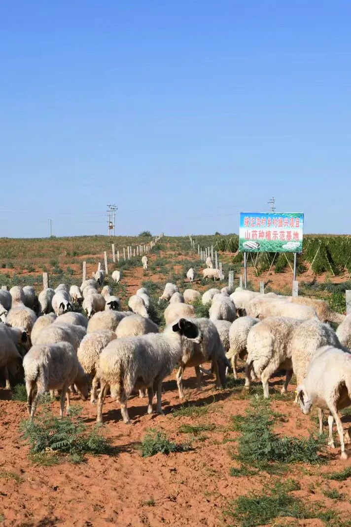 Image related to Why is Yanchi Tan Sheep the Top Choice for Mutton in China?