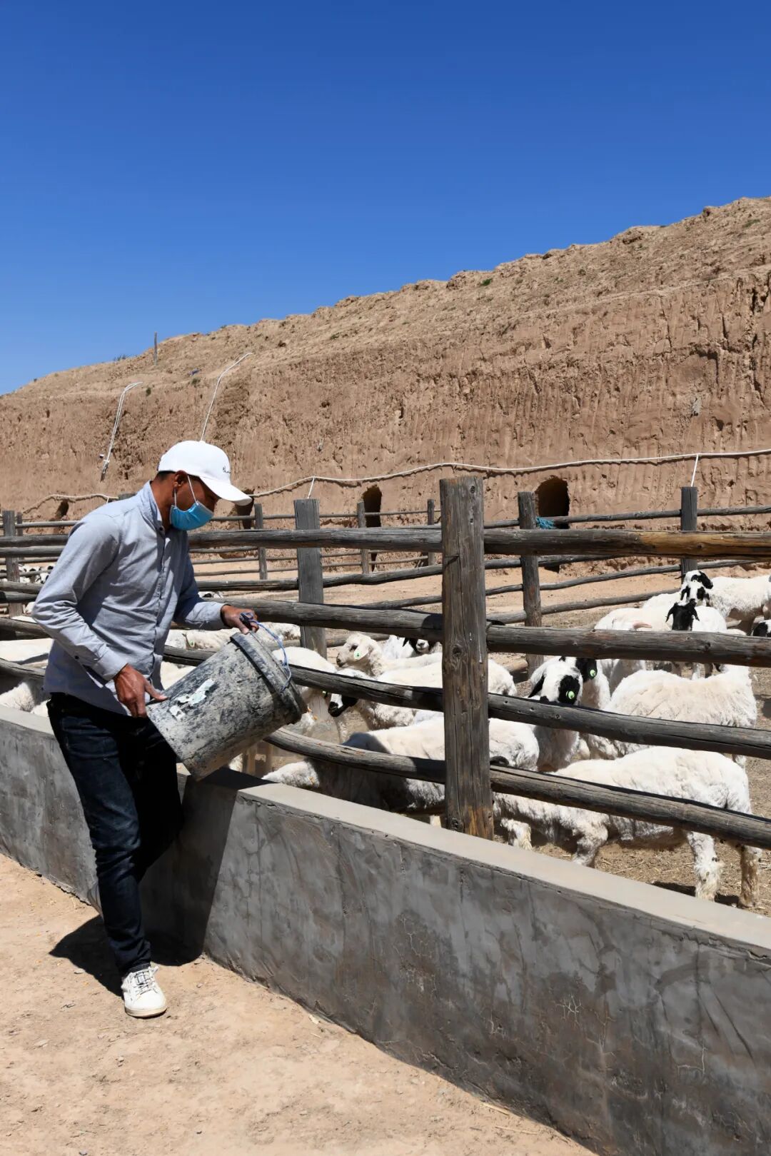 Image related to Why is Yanchi Tan Sheep the Top Choice for Mutton in China?