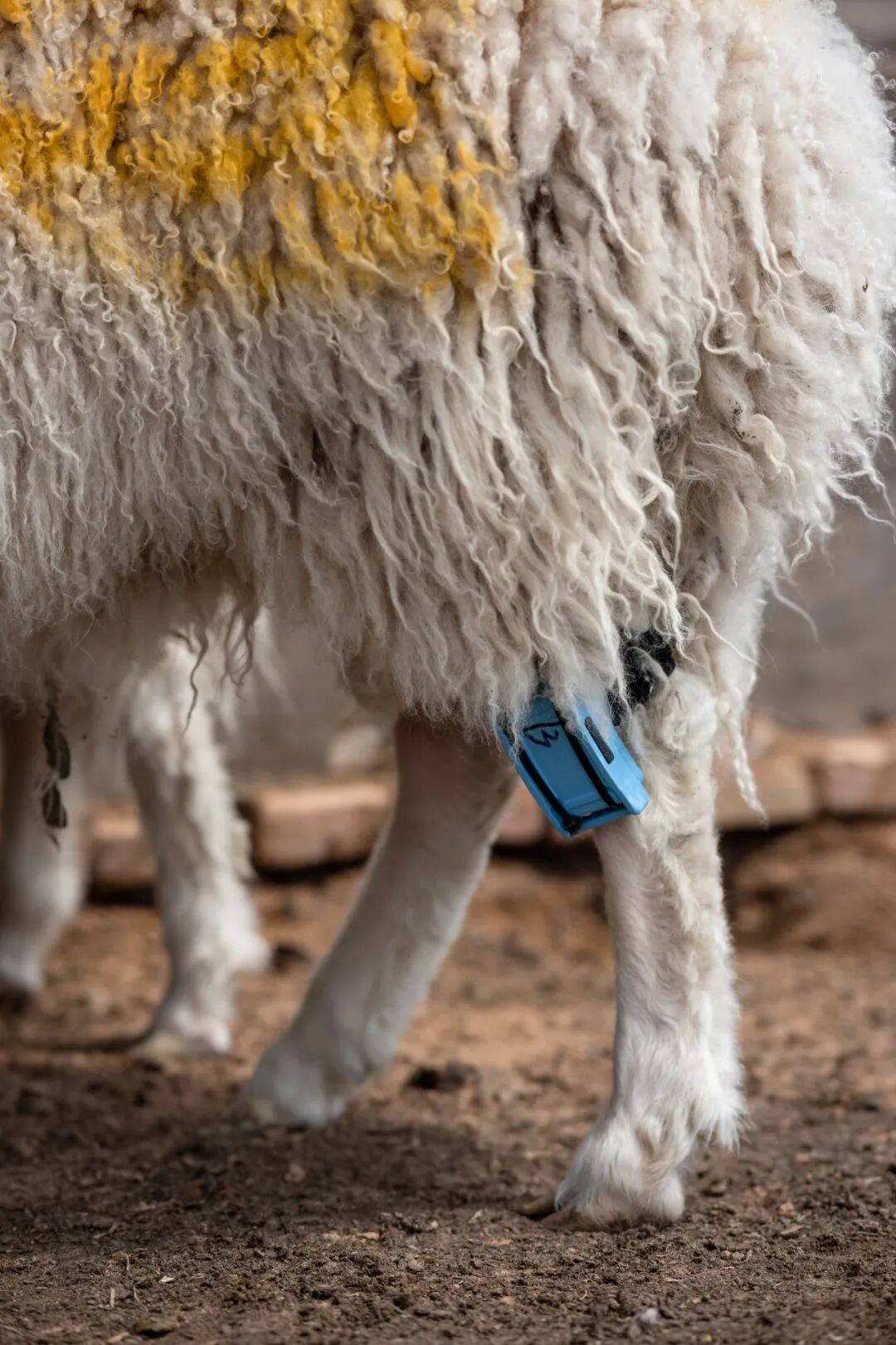 Image related to Why is Yanchi Tan Sheep the Top Choice for Mutton in China?