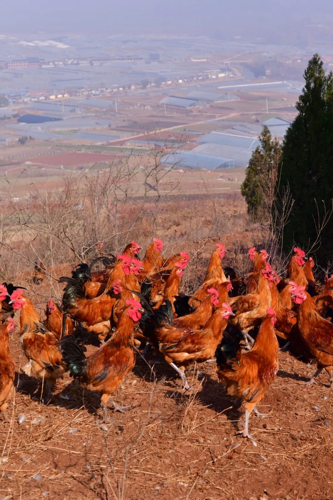 Image related to China's Ultimate Chicken-Eating Capital: Devouring 100 Million Annually!