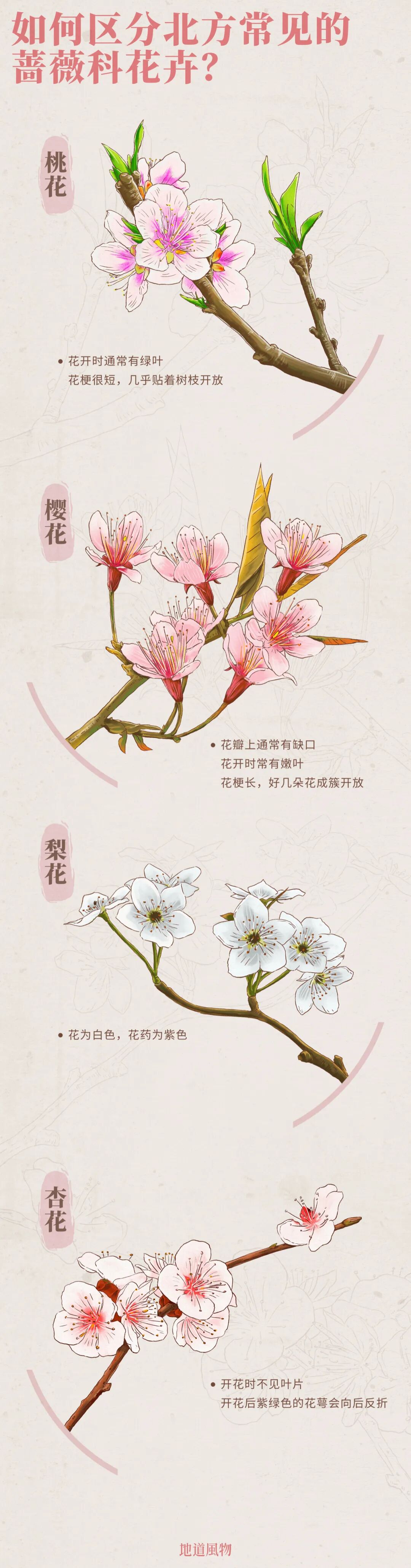 Image related to China's Early Spring Map: Discover 10,000 Ways to Embrace the Season