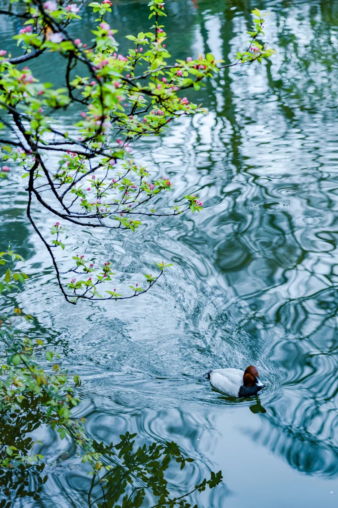 Image related to China's Early Spring Map: Discover 10,000 Ways to Embrace the Season