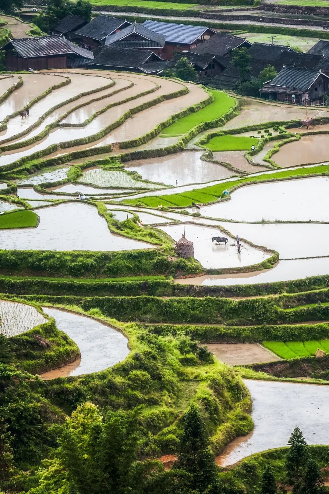 Image related to China's Early Spring Map: Discover 10,000 Ways to Embrace the Season