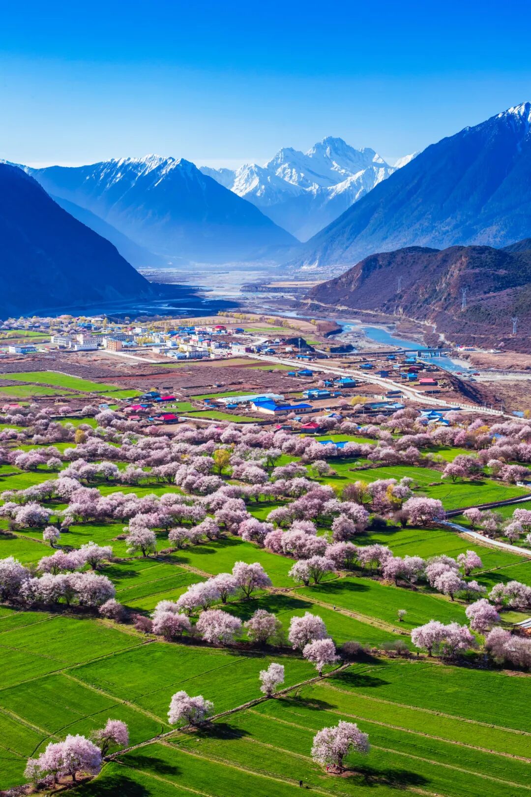Image related to China's Early Spring Map: Discover 10,000 Ways to Embrace the Season
