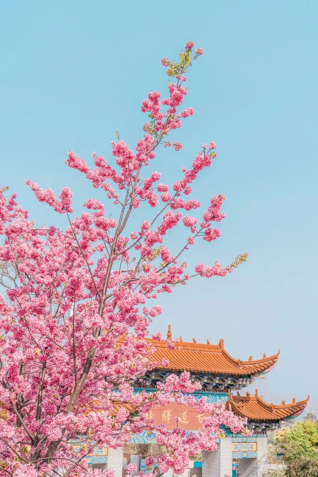 Image related to China's Early Spring Map: Discover 10,000 Ways to Embrace the Season