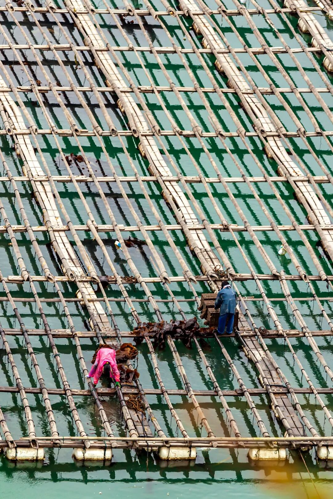 Image related to How Did This Small County in Northeast Fujian Become China's Seafood Sensation?